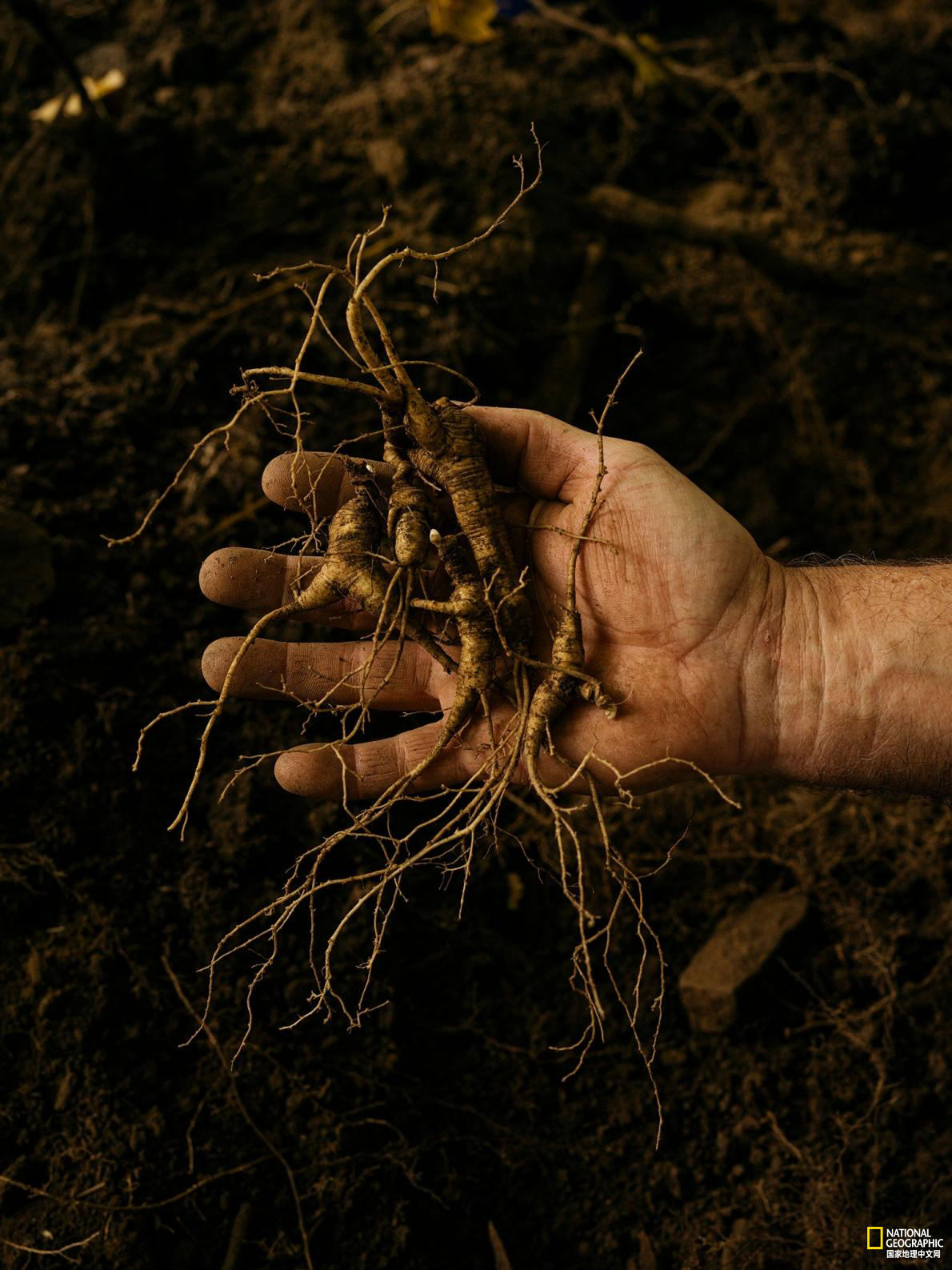 这种药材需求量暴增，阿巴拉契亚地区现“蛮荒西部”