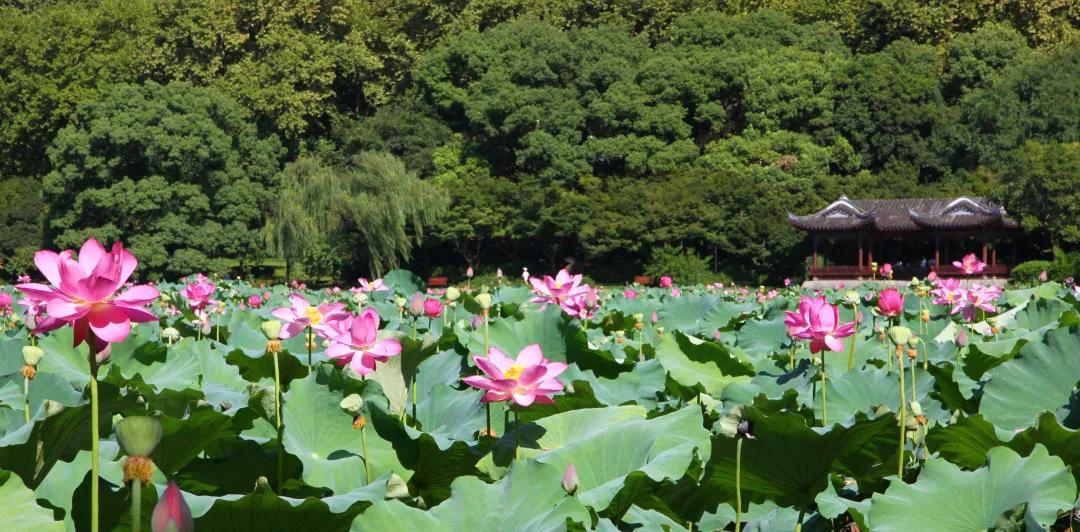 杭州第一波荷花美图大放送！赏荷佳期竟是早上6-8点，哪里最好拍？最新赏荷地图收好