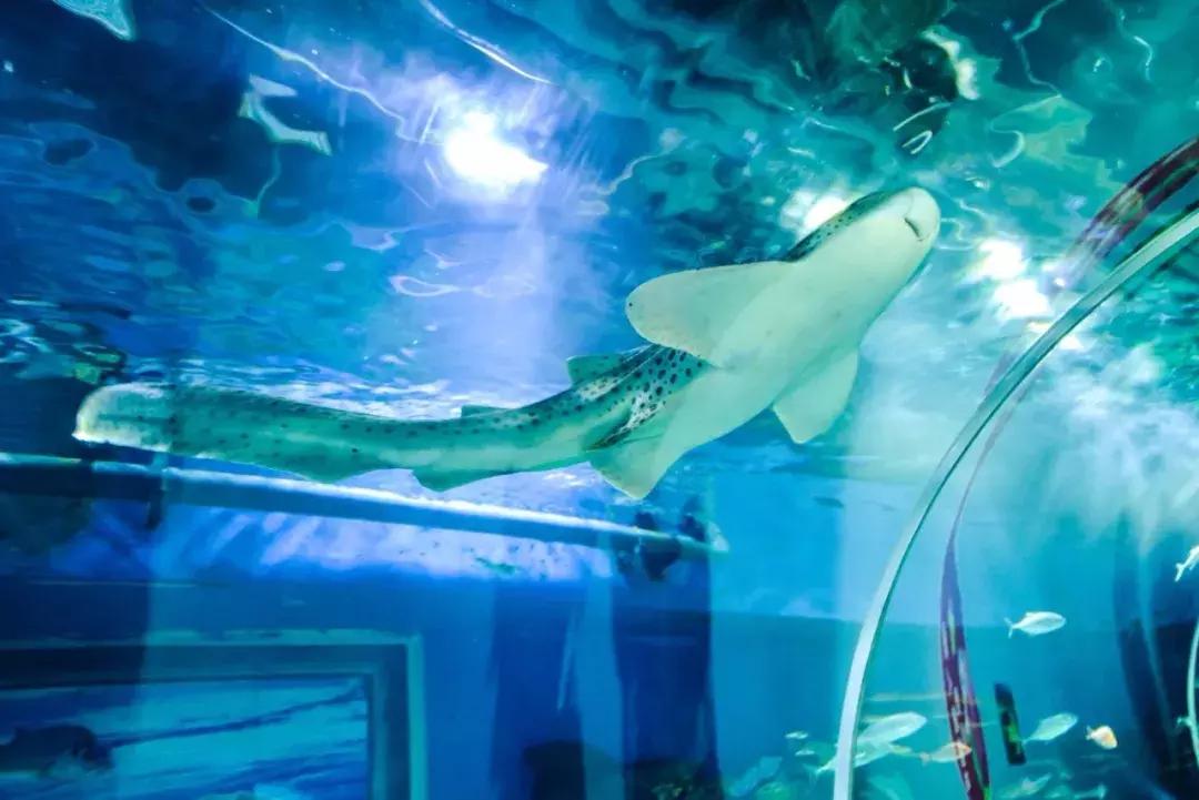 临沂海洋世界优惠券,临沂海洋世界特惠票