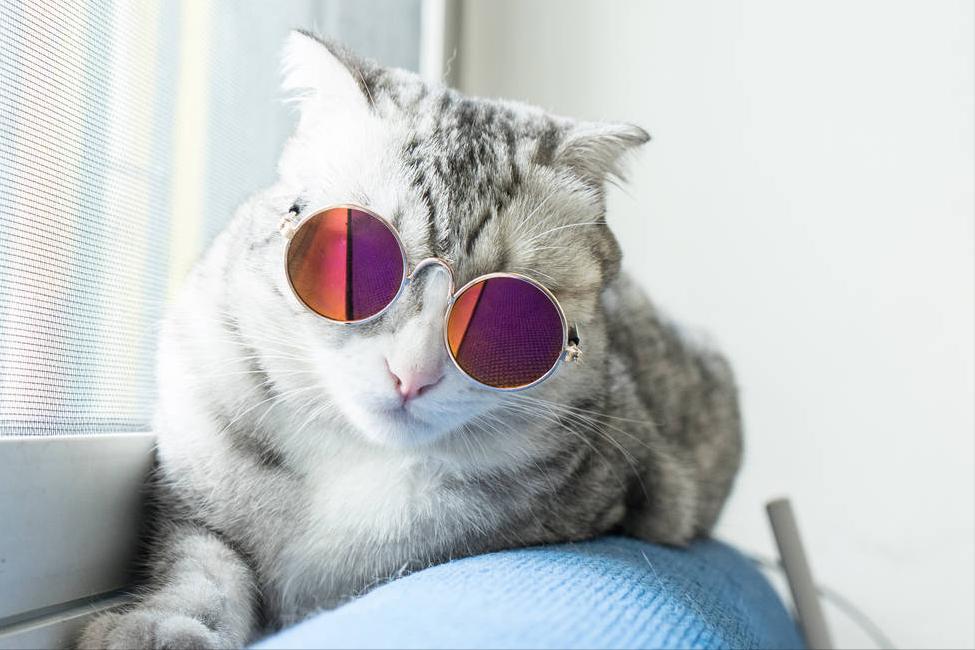 怎么让猫的毛发有光泽,猫毛发缺乏光泽怎么回事