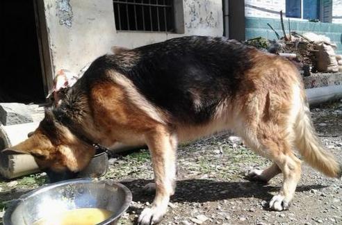 德国牧羊犬凶吗,德国牧羊犬凶不凶