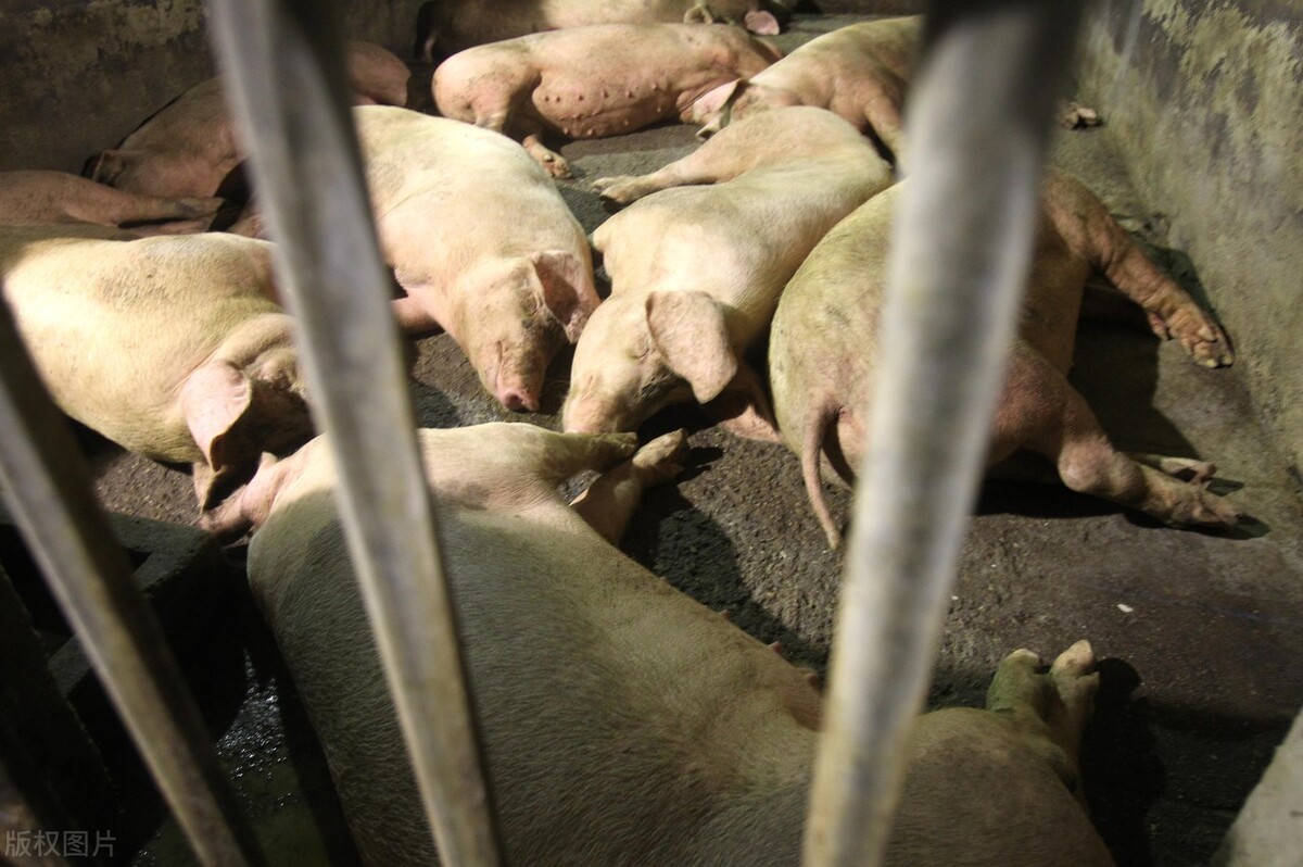 卖一头猪为什么亏500,养猪专业户100头猪利润挣了多少钱