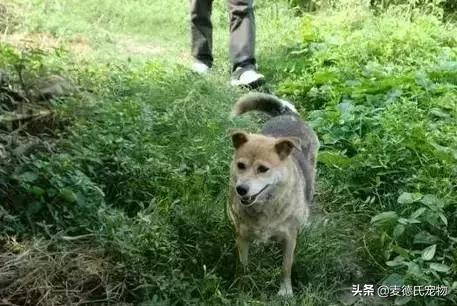 这样的中华田园犬难道你不爱吗,怎么样的才能称得上中华田园犬