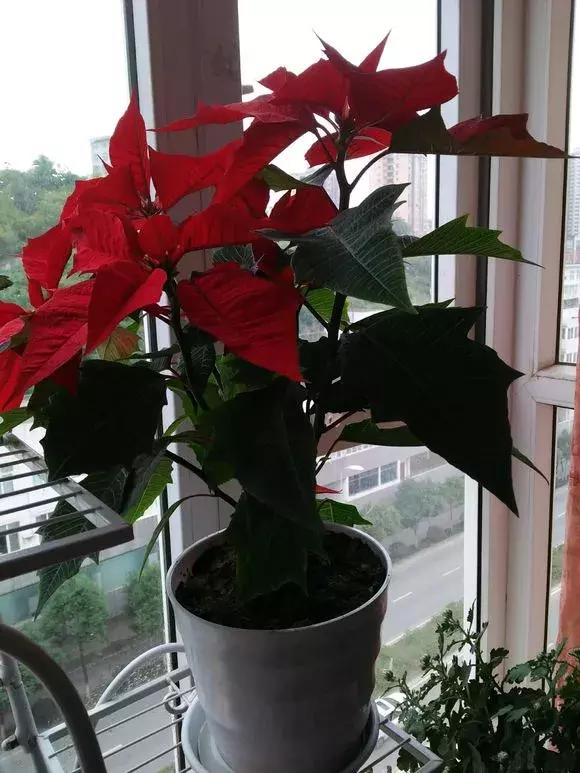 一品红受冻如何补救,一品红总是黄叶