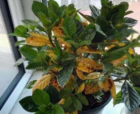 详解栀子花黄叶补救小妙招,栀子花黄叶正确处理