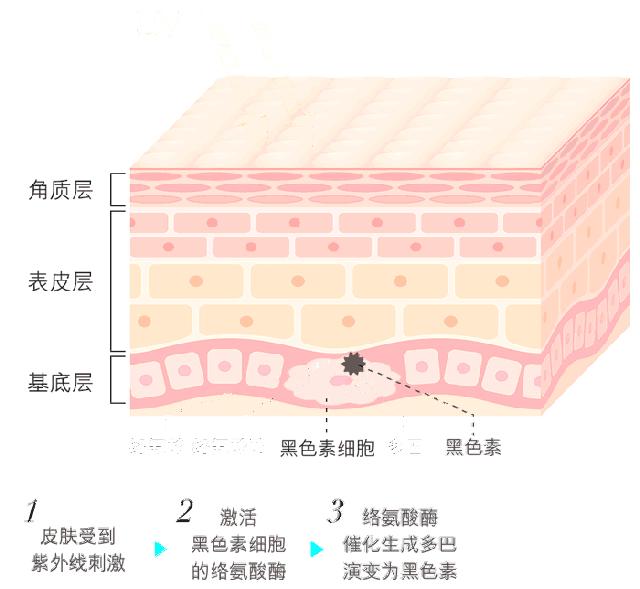 药学博士美白祛斑成分,美白淡斑成分测评