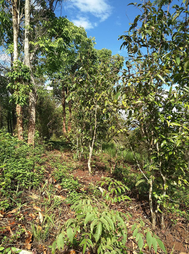 每个山头的普洱茶都有什么区别,云南十大名山头普洱茶排名