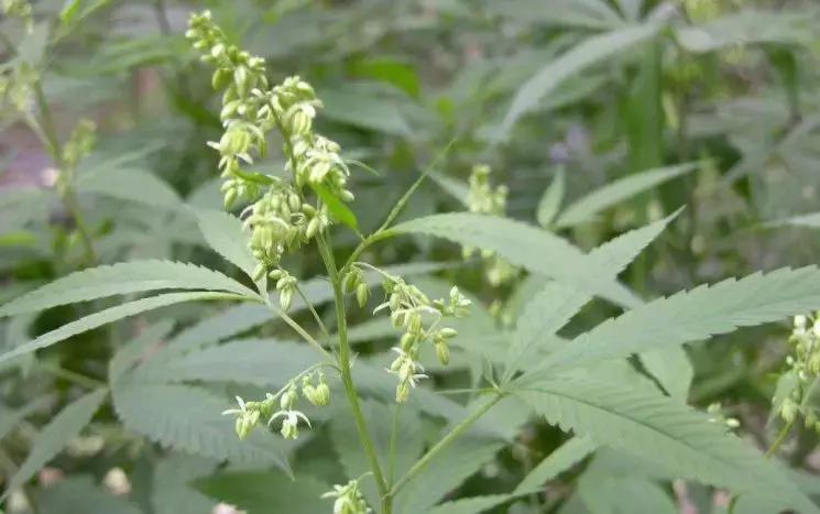 巴马老人天天吃火麻仁,巴马火麻长寿秘密