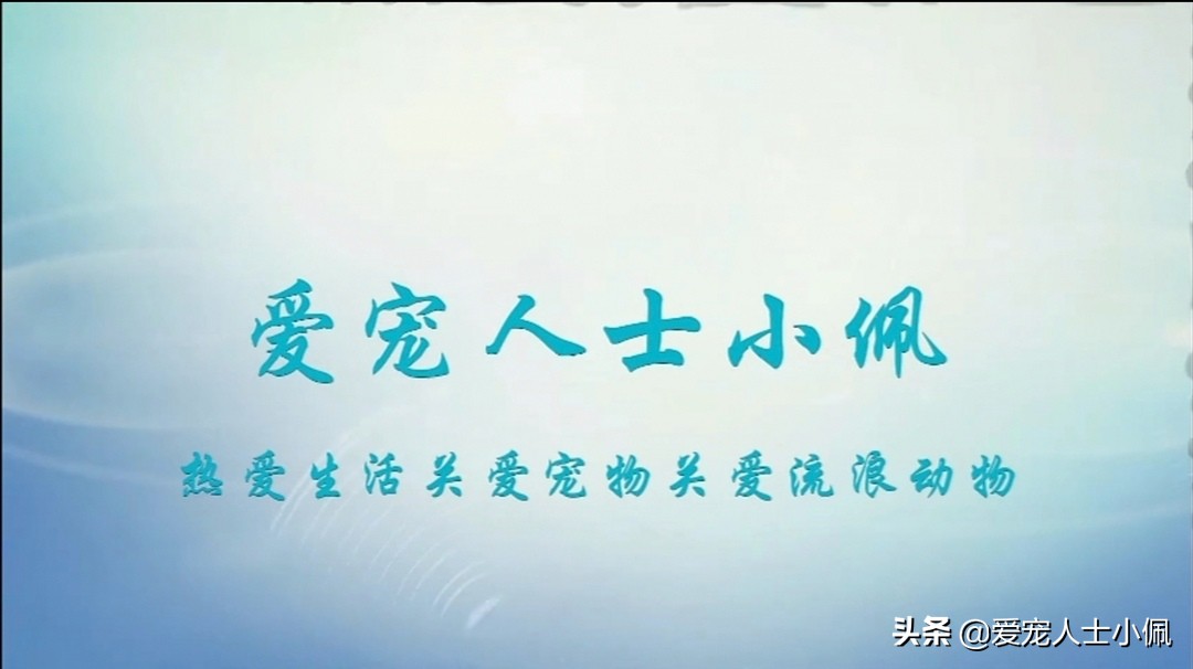 遇到流浪狗狗怎么办,遇到流浪狗有心无力