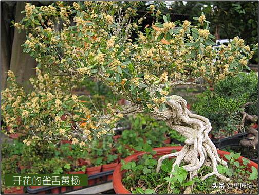 雀舌黄杨冬季掉叶,雀舌黄杨老叶枯萎掉落