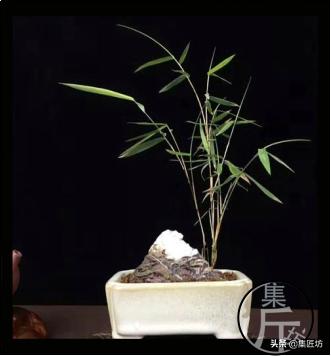 宁可食无肉不可居无竹词朗读,宁可食无肉不可居无竹带字图片