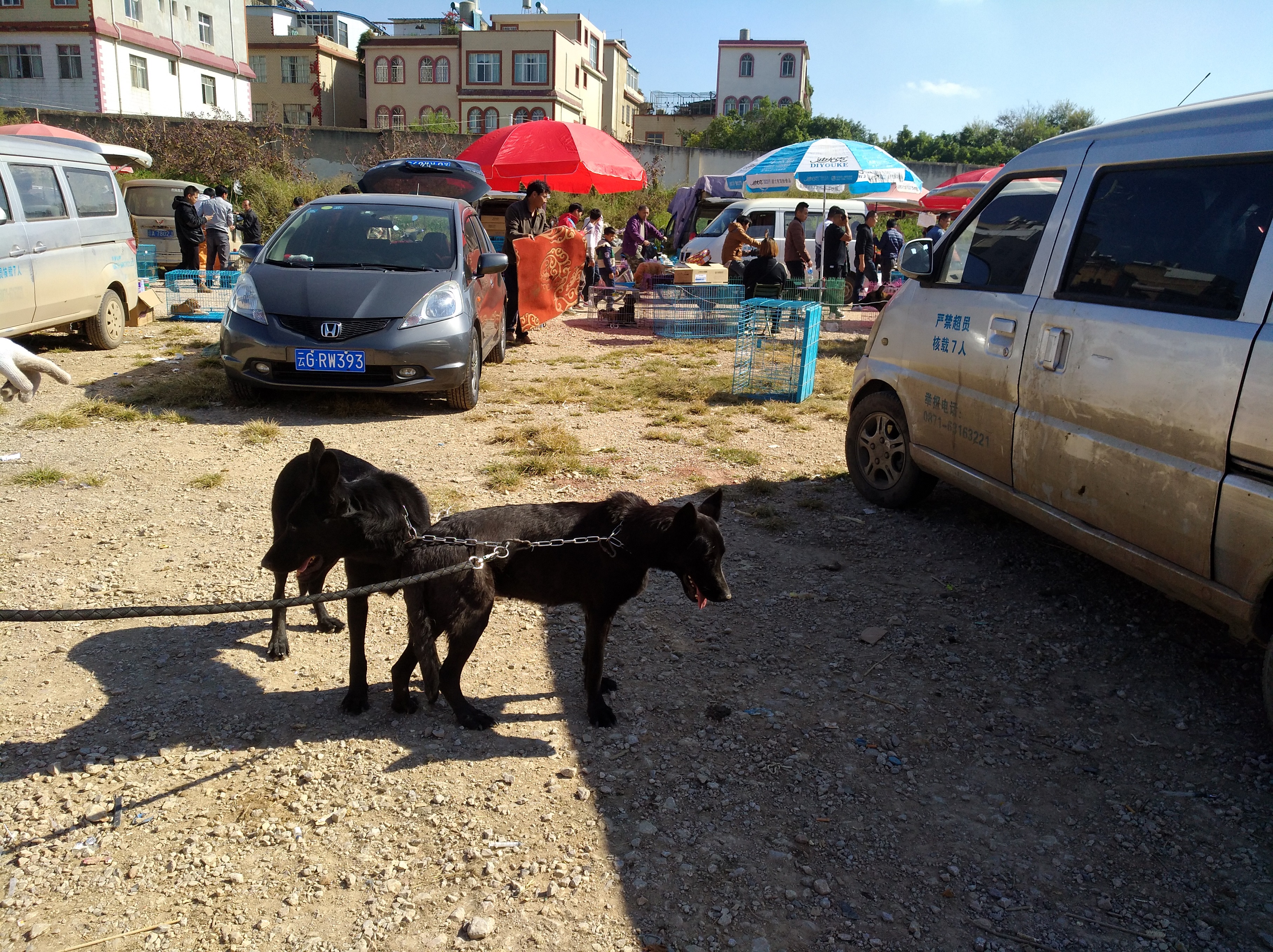 在狗市能看见哪些可爱的狗狗,在狗市选阿拉斯加