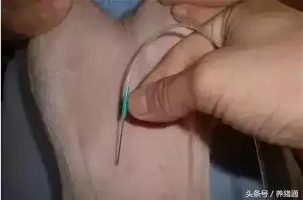 猪场常用抗生素对猪病的治疗方法,养猪知识猪病防治用什么药