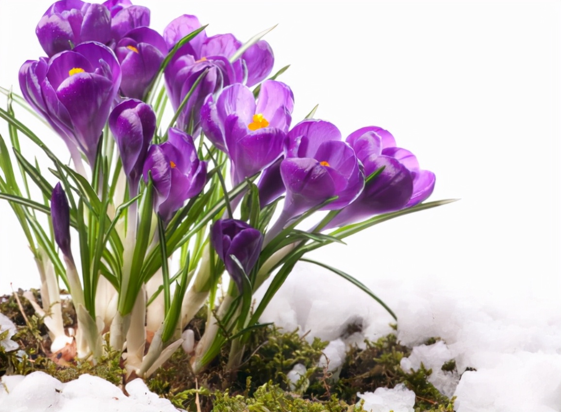 最昂贵的西红花,西红花为什么独贵