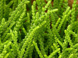 青锁龙属多肉繁殖方法,青锁龙繁殖栽培