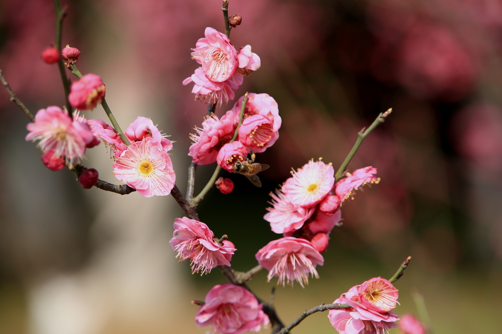 早春二月竖笛曲谱,早春二月笛子演奏