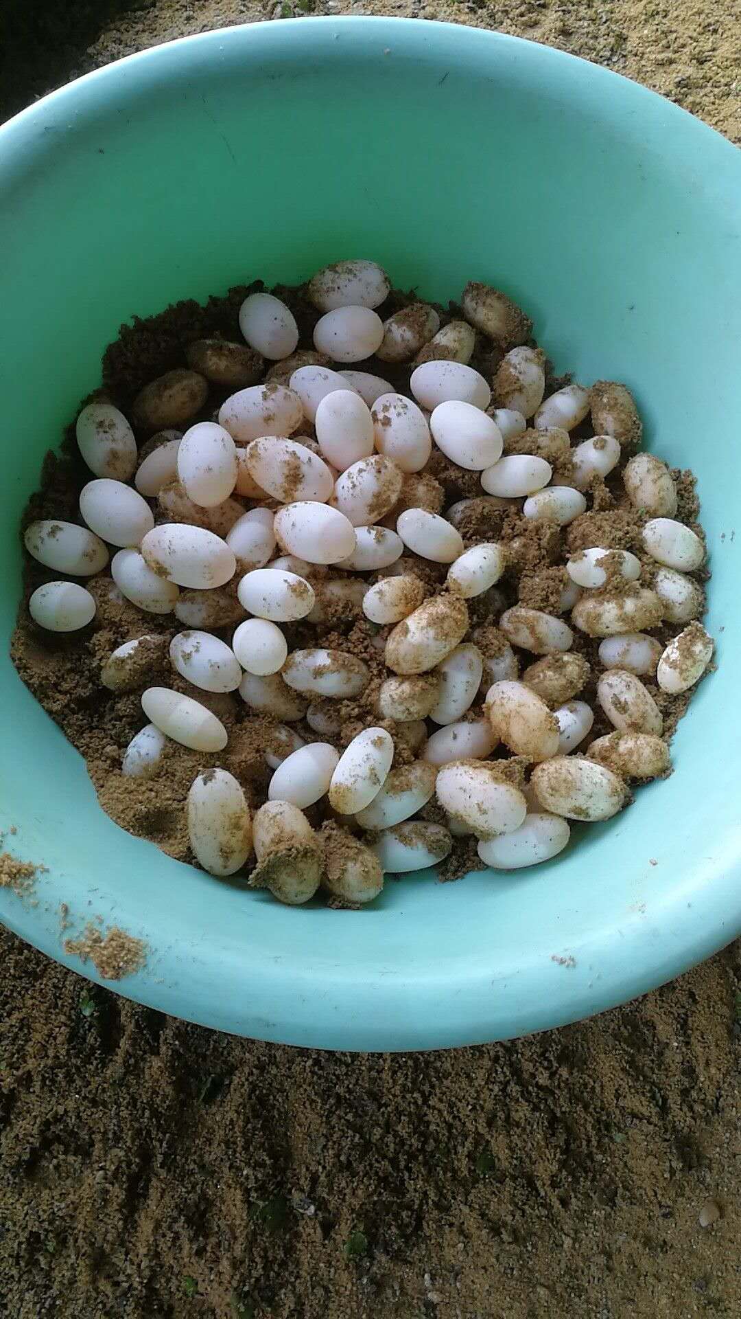 乌龟蛋破壳而出的时候,乌龟蛋在沙里没有挖出来