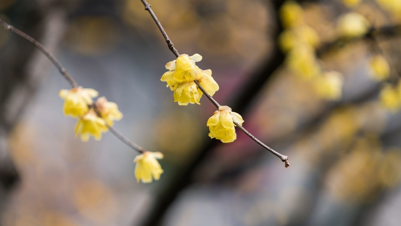 金陵第一园瞻园简介,南京瞻园最值得看的地方