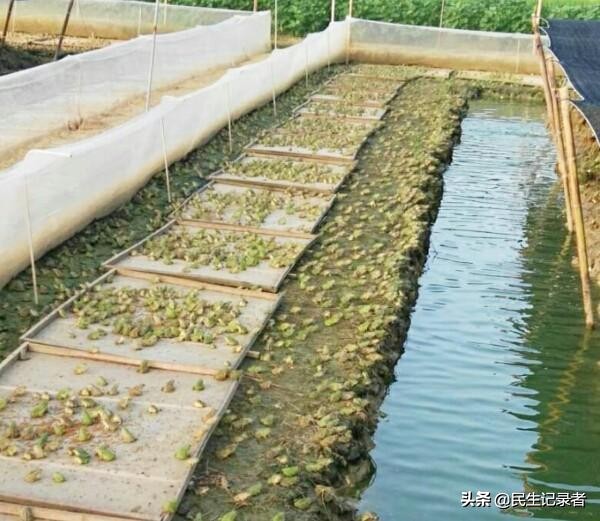 现代化养殖创业,养殖到销售如何形成产业链