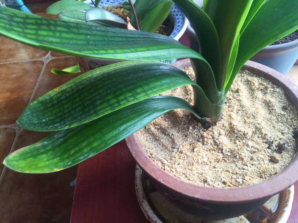 室内养花除虫小妙招,养花生虫最好的方法