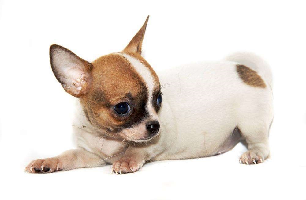 小北京犬宠物狗品种图片大全,常见宠物狗的品种大全及图片