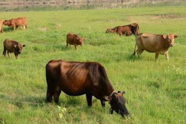 敌百杀虫剂使用方法视频,敌百杀虫剂用什么解毒