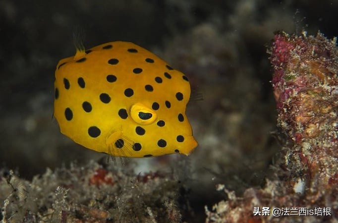 河豚中毒的特效药,河豚中毒特效药