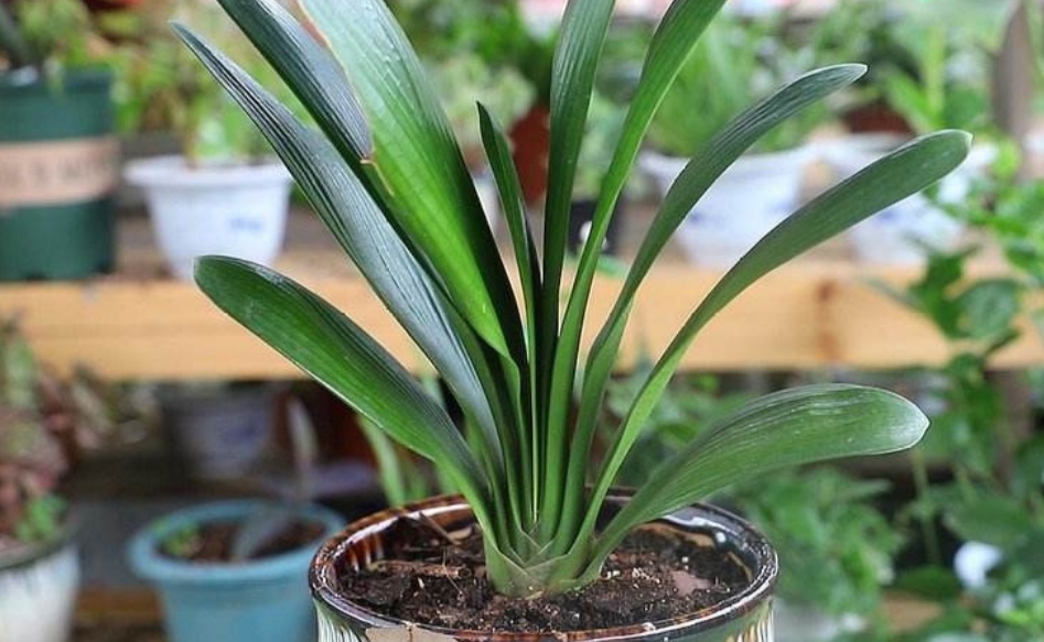 盆栽君子兰养殖方法和技巧,新手养君子兰盆栽养殖方法和技巧