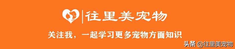 受伤的小猫咪该怎么喂它呢,受伤后的猫咪该怎么康复
