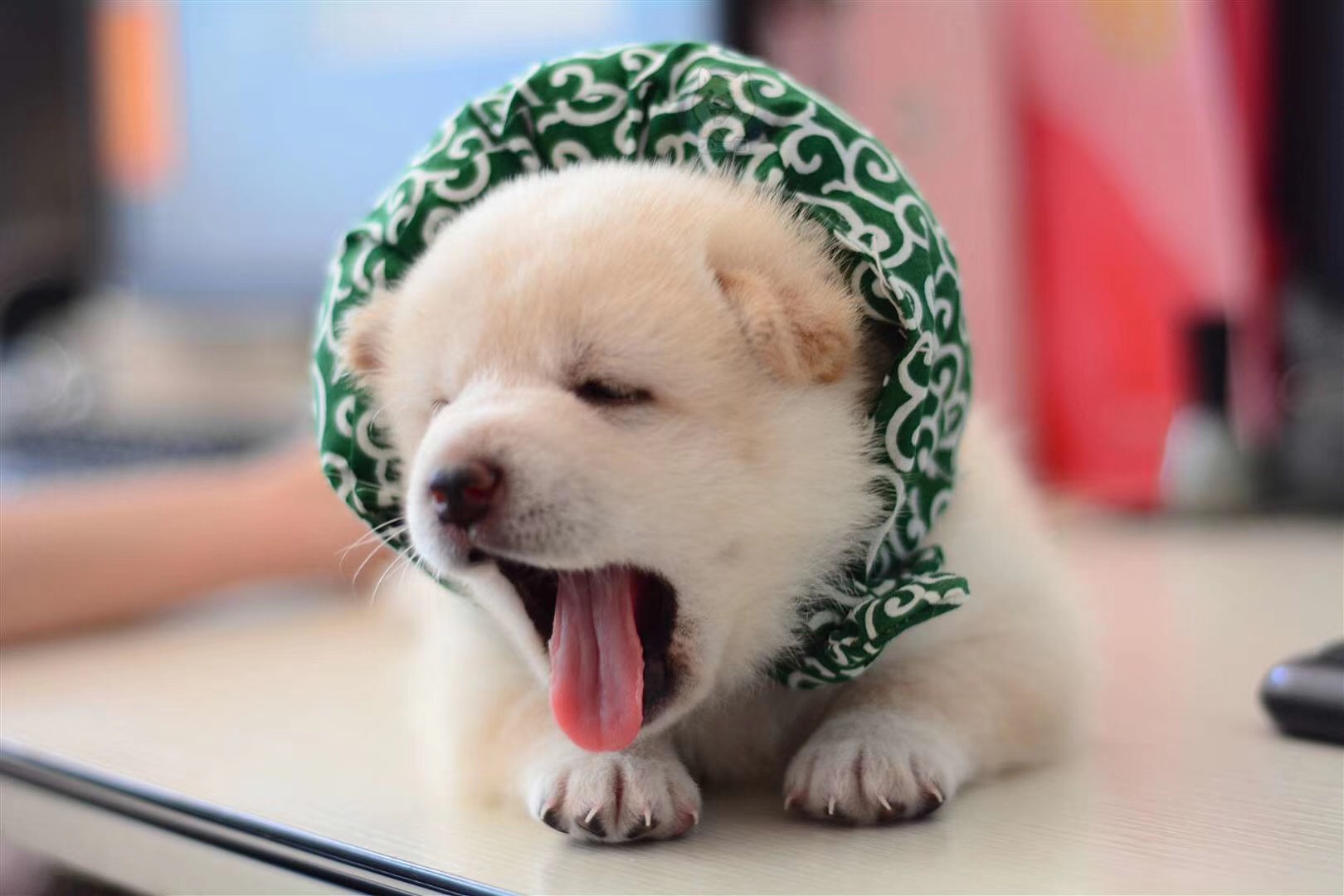 白柴犬多少钱一只幼崽,白色柴犬和奶白色柴犬哪个贵