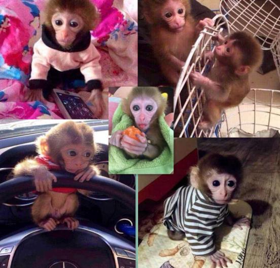 10000块钱买宠物,石猴能当宠物养吗