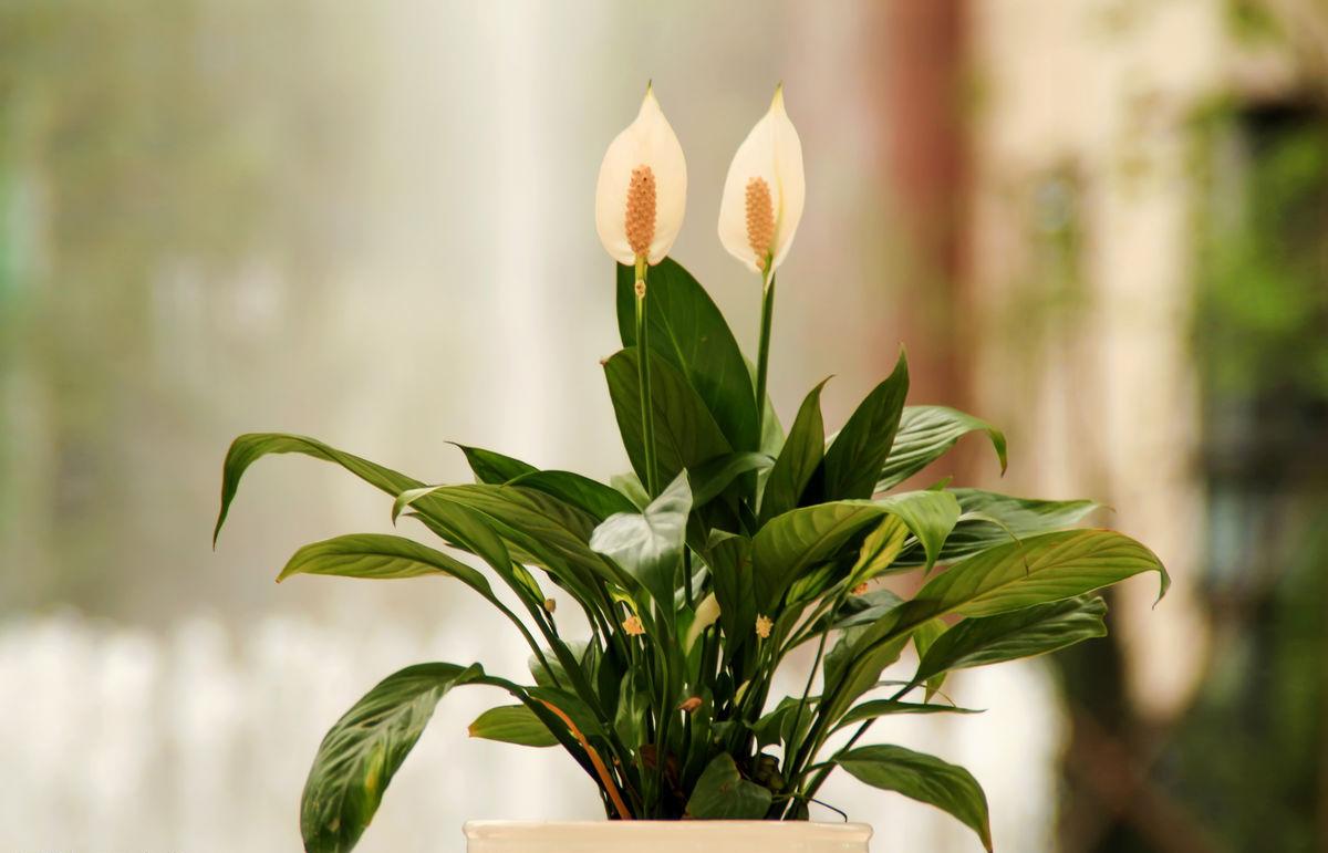 养的花叶子发黄了怎么办,花卉叶子焦尖和发黄