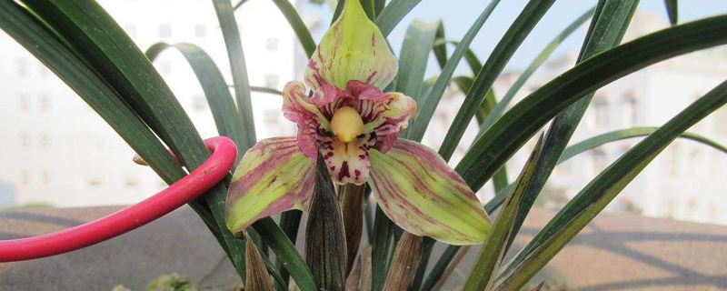 兰花叶子从根部发黄干枯怎么办,兰花根部发黄干枯怎么办