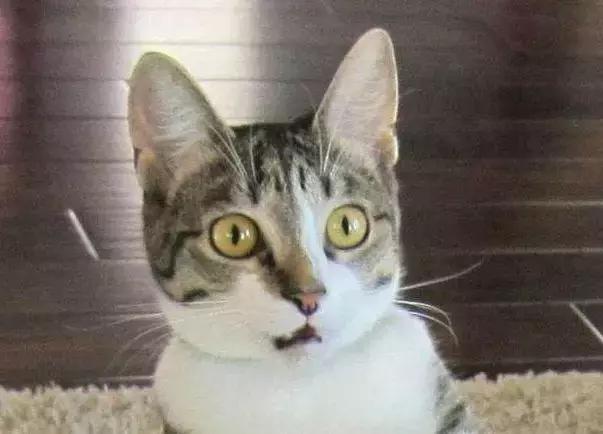 宝宝发烧40度精神很好怎么办,小孩发烧40.3度会对大脑有影响吗