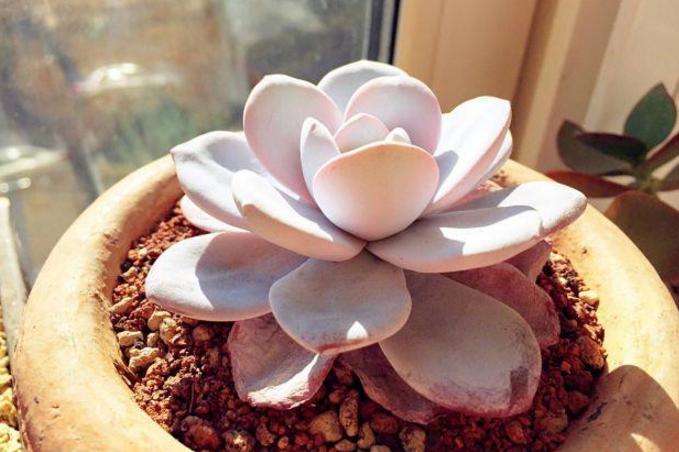 多肉变瘦怎么回事,多肉换了颗粒土怎么都变瘦了