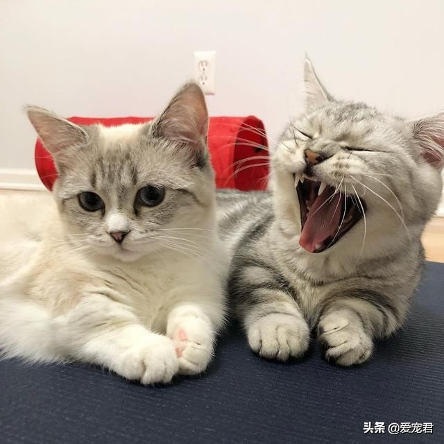 铲屎的时候猫就过来了,铲屎的时候猫咪会冲过来