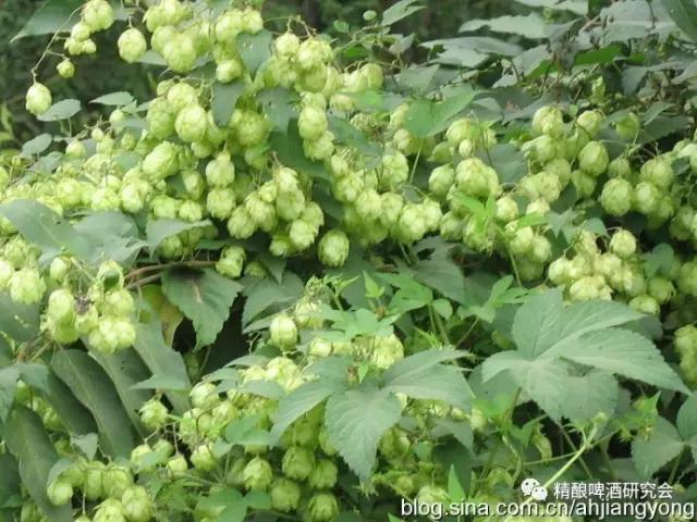 精酿黑啤有什么特点,精酿鲜啤的利弊