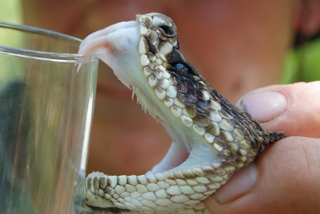 毒蛇不被自己的毒液毒死吗,毒蛇的毒液会不会把自己给毒死