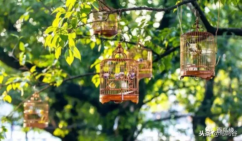 宠物鸟吃什么药好,宠物鸟鹦鹉吃什么