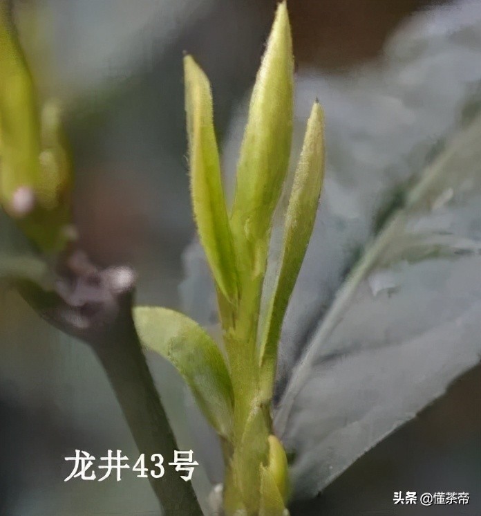 正宗西湖龙井知识,如何挑选一款好的西湖龙井