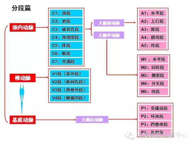 小脑血管解剖分段,脑血管影像解剖讲解