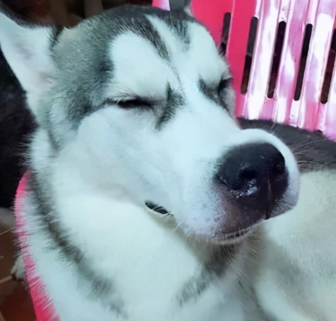 狗狗被马蜂蛰到了眼睛该怎么办,小奶狗被蜜蜂蛰了怎么办