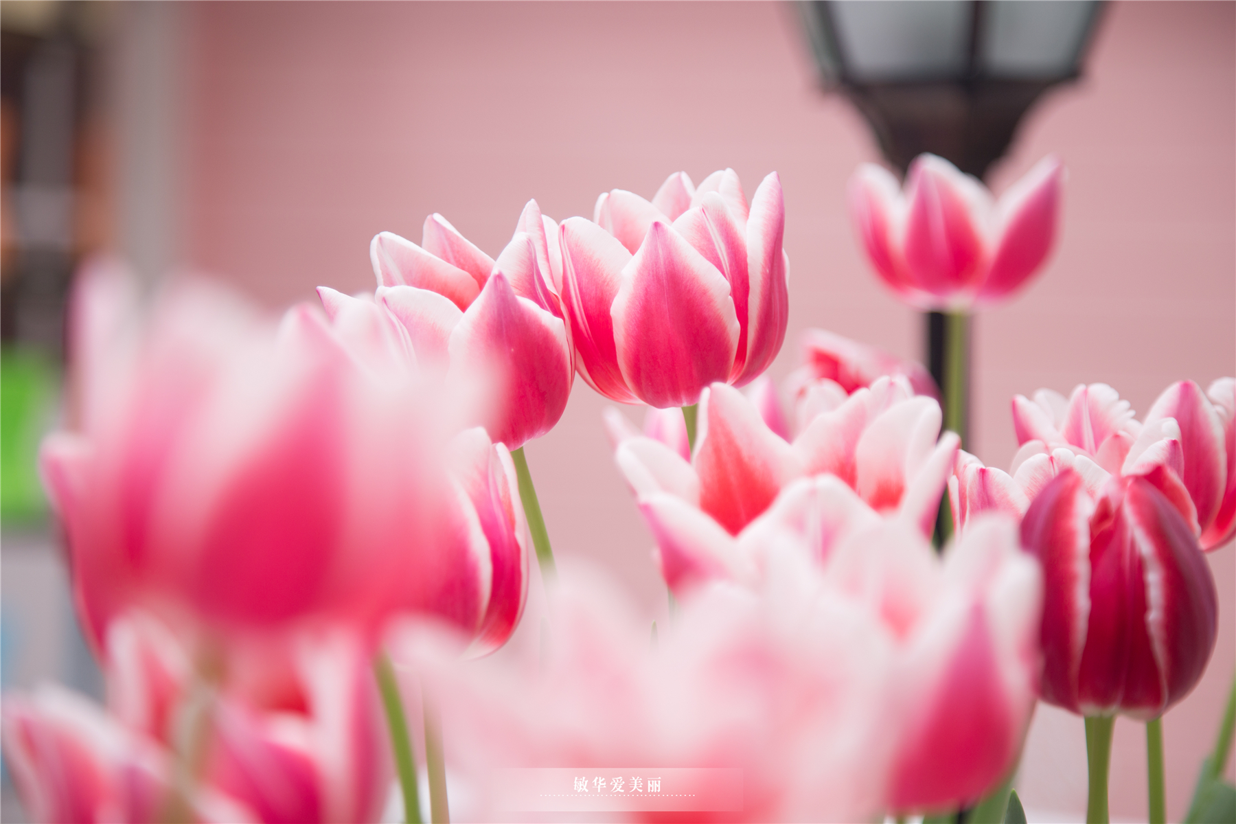 百万葵园攻略地图大全,百万葵园游玩注意事项