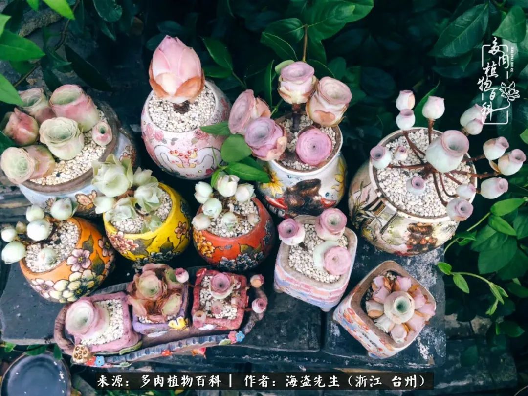 山地玫瑰养护顺口溜,山地玫瑰的养护种植注意事项视频