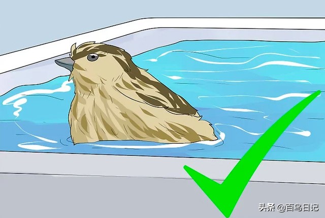 第五十九课：如何理解鸟的肢体语言？