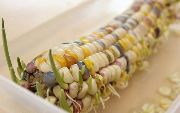 玉米棒子插水里，7天冒出小森林