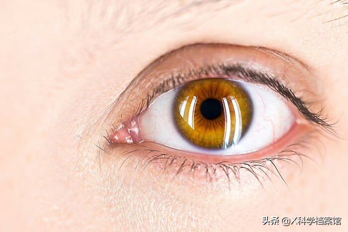 让你大开眼界的生物视频,大开眼界的新物种