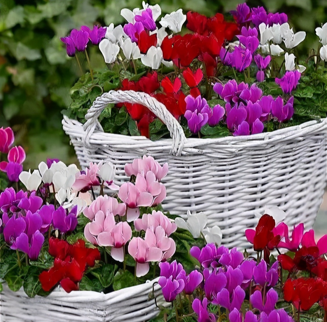 除甲醛最好的10种花,养什么花除甲醛最好