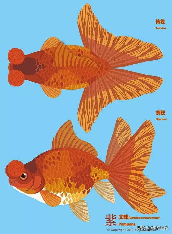 金鱼白盆品种大全,金鱼大图鉴草金