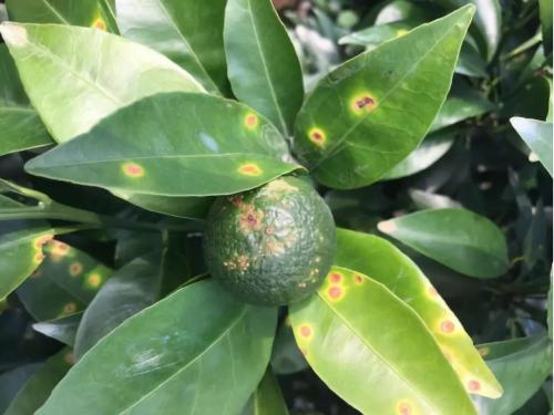 盆景桔子树用什么农药防治虫害,桔子树害虫防治方法有机肥